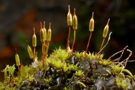 Attēlu rezultāti vaicājumam “Encalypta streptocarpa sporophyte”