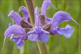 Image result for Salvia pratensis