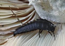 Attēlu rezultāti vaicājumam “Silpha sp.”