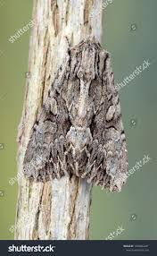 Attēlu rezultāti vaicājumam “Apamea monoglypha”