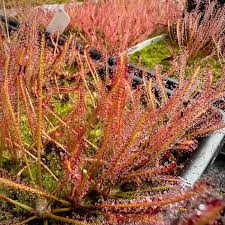 Attēlu rezultāti vaicājumam “Drosera x obovata leaf”