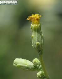 Attēlu rezultāti vaicājumam “Lactuca tatarica bud”
