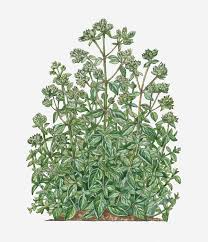 Image result for Origanum majorana