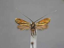 Attēlu rezultāti vaicājumam “Cauchas rufimitrella”