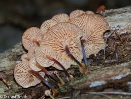 Attēlu rezultāti vaicājumam “Xeromphalina campanella”