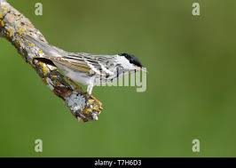 Image result for Dendroica striata