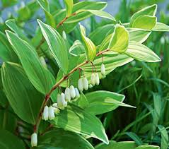 Attēlu rezultāti vaicājumam “Polygonatum multiflorum”