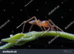 Attēlu rezultāti vaicājumam “Cheiracanthium sp. male”