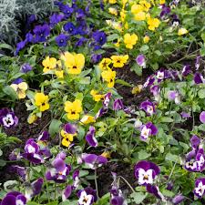 Image result for Hornveilchen