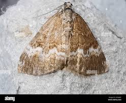 Attēlu rezultāti vaicājumam “Perizoma affinitata”