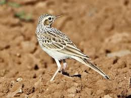 Image result for Anthus campestris