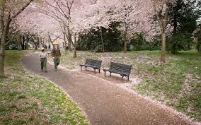 Image result for "cherry blossom" washington