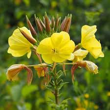 Image result for Oenothera biennis
