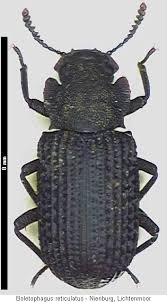 Attēlu rezultāti vaicājumam “Bolitophagus reticulatus”