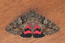 Attēlu rezultāti vaicājumam “Catocala sponsa”