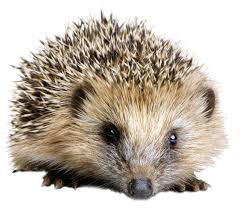 Image result for Igel