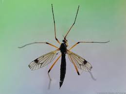 Attēlu rezultāti vaicājumam “Dictenidia bimaculata”