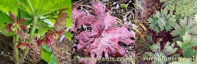 Attēlu rezultāti vaicājumam “Podophyllum hexandrum fruit”