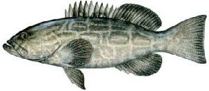 Image result for Mycteroperca interstitialis