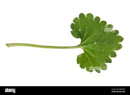 Attēlu rezultāti vaicājumam “Glechoma hederacea leaf”