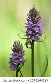 Attēlu rezultāti vaicājumam “Dactylorhiza majalis subsp. baltica leaf”