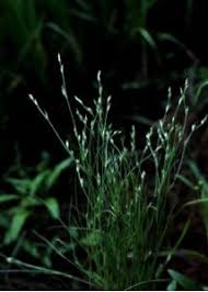 Attēlu rezultāti vaicājumam “Juncus nastanthus”