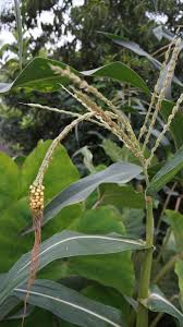 Attēlu rezultāti vaicājumam “Zea mays male flower”