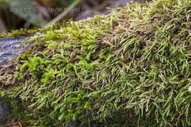 Attēlu rezultāti vaicājumam “Brachythecium”