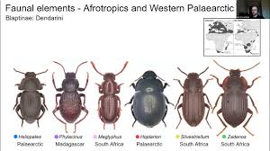 Attēlu rezultāti vaicājumam “Tenebrionidae”