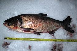 Image result for Hypophthalmichthys molitrix