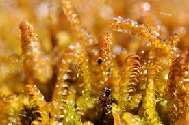 Attēlu rezultāti vaicājumam “Palustriella falcata”