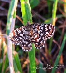Attēlu rezultāti vaicājumam “Chiasmia clathrata”