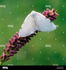 Attēlu rezultāti vaicājumam “Lomographa bimaculata”