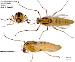 Attēlu rezultāti vaicājumam “Chironomidae”