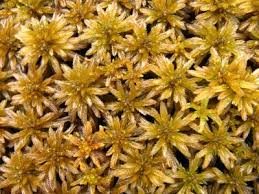 Attēlu rezultāti vaicājumam “Sphagnum inundatum”