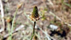 Attēlu rezultāti vaicājumam “Plantago major flower”