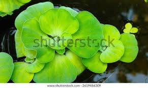 Attēlu rezultāti vaicājumam “Pistia stratiotes leaf”