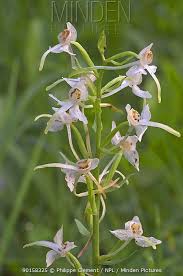 Attēlu rezultāti vaicājumam “Platanthera bifolia flower”