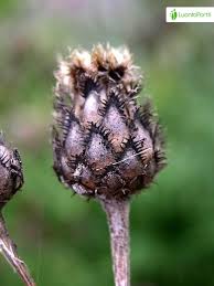 Attēlu rezultāti vaicājumam “Centaurea scabiosa bud”