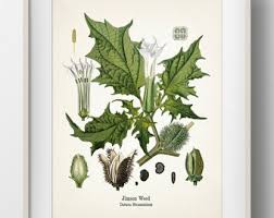 Image result for Datura stramonium