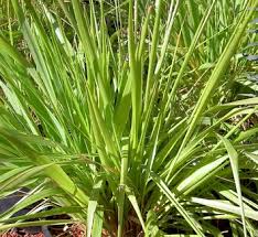 Attēlu rezultāti vaicājumam “Calamagrostis stricta”