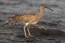 Attēlu rezultāti vaicājumam “Numenius phaeopus”