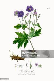 Attēlu rezultāti vaicājumam “Geranium sylvaticum”