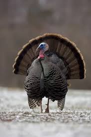 Attēlu rezultāti vaicājumam “Meleagris male”