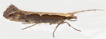 Attēlu rezultāti vaicājumam “Plutellidae”