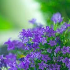 Image result for Browallia speciosa