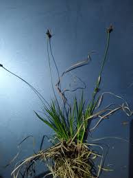 Attēlu rezultāti vaicājumam “Carex pilulifera”