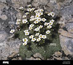 Image result for Steinbrech