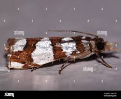 Attēlu rezultāti vaicājumam “Gracillariidae”