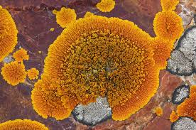 Attēlu rezultāti vaicājumam “Caloplaca saxicola”